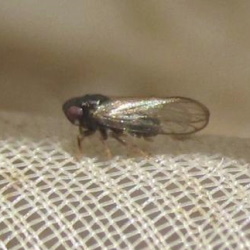 Jassidaeus lugubris